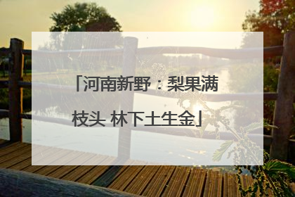 河南新野：梨果满枝头 林下土生金